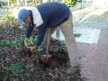 Planting gazanias